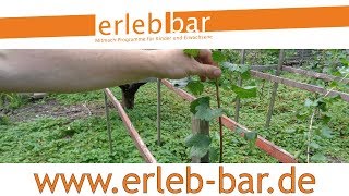 Obstgehölze hegen und pflegen – Jostabeere am Spalier im 2. Jahr