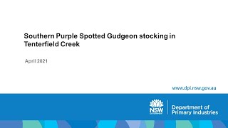 Southern Purple Spotted Gudgeon stocking in Tenterfield Creek