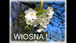 WIOSNA * uważne bliskie spotkanie z naturą