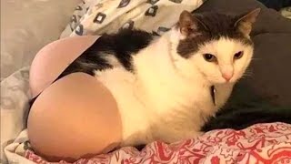 FUNNY CAT MEMES COMPILATION #14