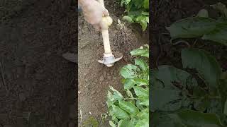 #potato  harvest#Purely organic,non - Medicated. #zirovalley #shortsvideo  #youtubeshorts .