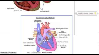 La distribution de l'O2 et des nutriments aux muscles pendant l'effort