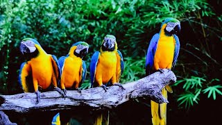 Blue-and-yellow macaw, impressive bright tones, vivid connection from pure nature to the universe