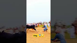 omg 😱😳 #youtubeshort #shortsvideo #cow