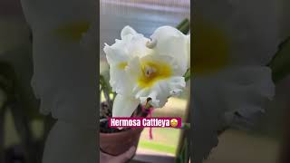 ✅Cattleya BC. Island Charm OC 💛#shirts#cattleya#orchid#beautiful#flowers#fallviralvideo