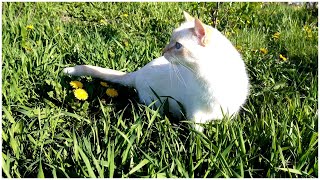 Домашний кот впервые на прогулке / The cat is walking for the first time. #Cats