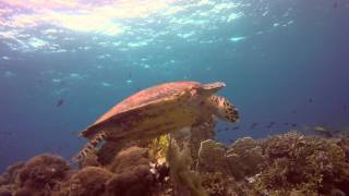 Rec Diving in Tubbataha