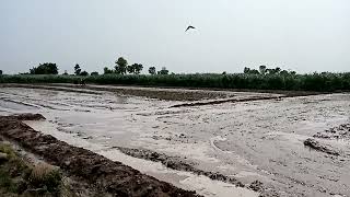 Blending Tradition with Innovation: Tractor, Bullocks, and Kubota Transplanter in Rice Farming