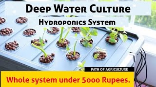 Hydroponic DWC System | Hydroponic Whole System Under 5000 | Soilless Farming | Grow Your Own Food.