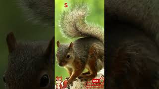 Playful Squirrel Enjoying a Snack 🐿️🌰 | Wildlife Shorts