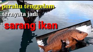 Spearfishing Di perahu tenggelam ternyata jadi sarang ikan Mangrove jack.