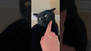 Black cat purrs while I pet her