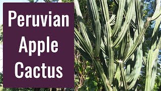 Peruvian Apple Cactus