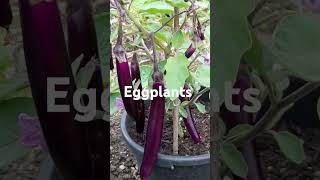 Beautiful Eggplants in my allotment.