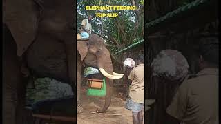 #elephant #elephant feeding