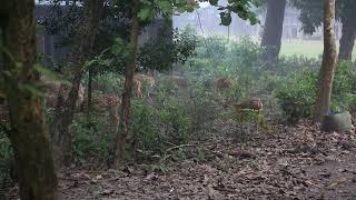 Spotted Deer in Nepal