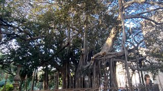 🇮🇹Ficus macrofilla di Palermo .