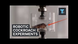 Robotic cockroach experiments