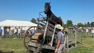 Single Horse Powering Threshing Machine Midwest Old Threshers Reunion 4k 9-1-2024 Sunday