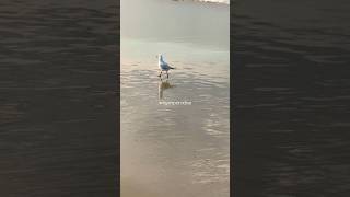 Beach Birdwatching #shorts #sydney #manlybeach #birdlovers #birding