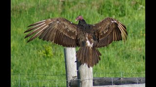 Ontario Visited presents its INSIDER July 2022 Video - Unique Drives Turkey Vulture