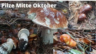 Pilze Mitte Oktober /Steinpilz und andere Pilze