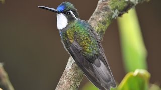 Costa Rica Birdwatching video series. Part 1