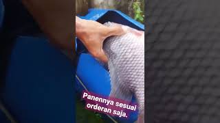 Cara Budidaya Gurame di Kolam Beton - Panen Gurame - Cover Rahmatan Lil Alameen #shorts #gurame