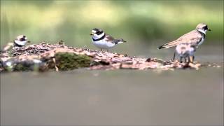 Semipalmated Plovers