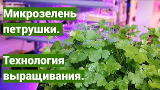 Выращиваем петрушку на #микрозелень Густота посадки, сроки, технология