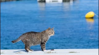 "Exploring the Unique Cat Island in Japan" 🏝   Your fact teller!! #cats #island  #japan #facts #pets