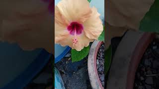 Busy Hibiscus