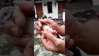 MELEPASKAN PERKUTUT KLABANG KAPIPIT #manggung #suaraperkututlokal #perkutut