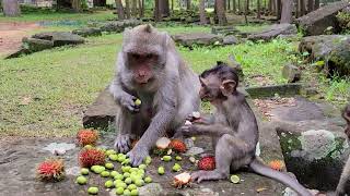 Lovely family monkey Jane enjoy fruit