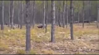 Um Lobo gigante foi filmado em uma floresta.