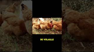 08 ÉTAPES POUR DEMARRER VOTRE PROJET AVICOLE #poules