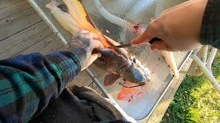 How To Catch And Cook Catfish - Cheapest, Most Effective Bait