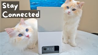 Pet Camera that Tosses Treats (Petcube Bites 2 Lite Review) | The Cat Butler