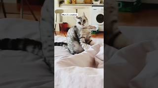 Howwww!!! #youtubeshorts #cat #funny #youtube #cute #amazing ..