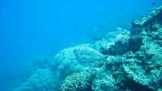 Cuttlefish Sex: Snorkeling Great Barrier Reef.AVI