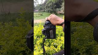 CANON 1500d DSLRÀ PHOTOGRAPHY #canoncamera #shortvideo #canonphotography