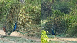 Indian Peafowl Dance at Jhilmil jhil Conservation reserve