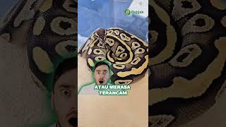 Ball Python, ular yang jinak dan cocok buat pemula, kalian pelihara juga ga? 🐍#ballpython #pitonbola