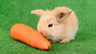 rabbit eating carrot|rabbit eating food|happy rabbit