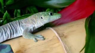 My Standing's Day Gecko Feeding from tweezers - Phelsuma Standingi 02