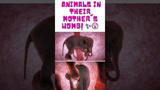 Animal in their mother's womb! ✨😮 #animals #animal #mother #wildlife #animal #shorts #cat #catlover