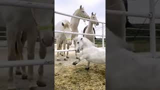 horse family 🦄🦄🦄🦄🙏🙏🙏🙏pls like subscribe share Thanks