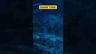 Shark Tank #shark #aquarium #fish #saltwatertank #coraltank #ocean #vlog #marinefishtank