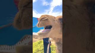 Amazing camel video #camel #goat #youtubeshorts #youtubevideos #animals #camells #ytshorts #youtube