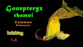 Gonepteryx rhamni, Brimstone, Zitronenfalter, Hatching, 4K, trilingual, Video.01